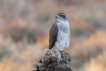 Northern goshawk adult female on a cork oak trunk in a pine, oak and cork oak forest in autumn with the last light of day