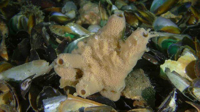 Orange Horny sponge (Haliclona sp.) on the mussel shells.