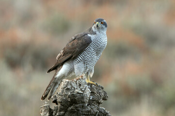 Northern goshawk adult female on a cork oak trunk in a pine, oak and cork oak forest in autumn with the last light of day