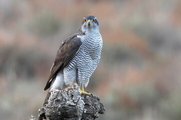 Northern goshawk adult female on a cork oak trunk in a pine, oak and cork oak forest in autumn with the last light of day