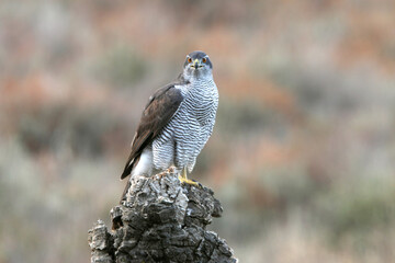 Northern goshawk adult female on a cork oak trunk in a pine, oak and cork oak forest in autumn with the last light of day
