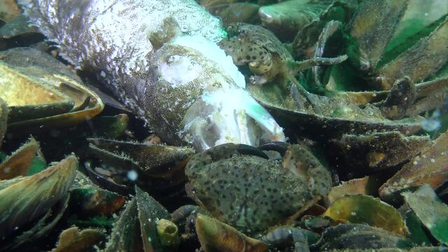 Several Jaguar round crab (Xantho poressa) eat dead fish, close-up.