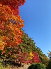 Fototapeta premium 가을 하늘