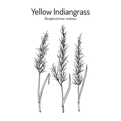 Foto op Plexiglas Yellow Indiangrass Sorghastrum nutans , prairie grass © foxyliam