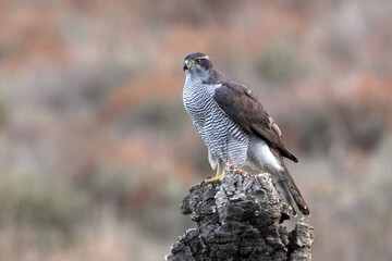 Northern goshawk adult female on a cork oak trunk in a pine, oak and cork oak forest in autumn with the last light of day