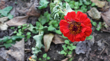Chrysanthemum. Beautiful scarlet flower on a blurred background. Postcard floral background.