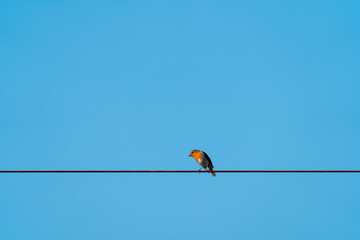 Robin on wire