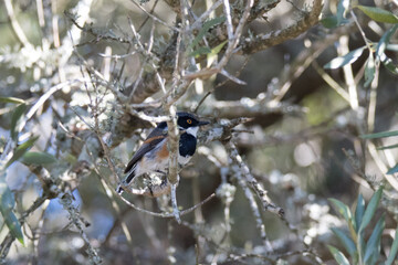 Addo Elephant National Park: male Cape batis in a thicket