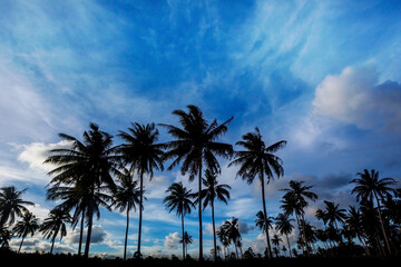 Fototapeta na wymiar Coconut trees on sunset time