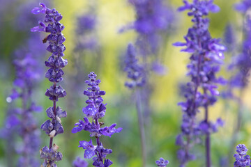  flowers in the garden