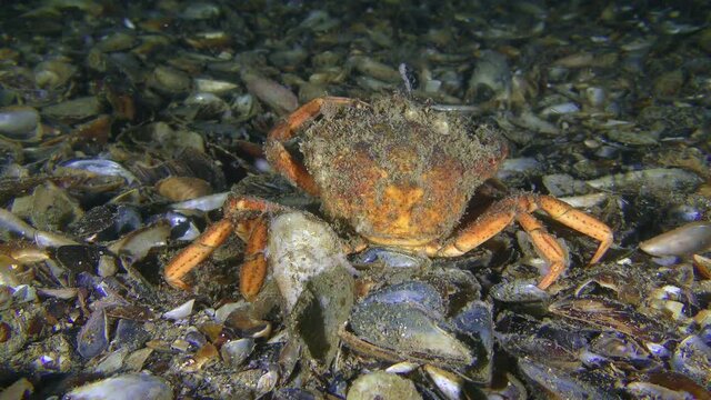 A rare moment of behavior: old Green crab or Shore crab (Carcinus maenas) try to clean their eyes of algae that has grown on them.