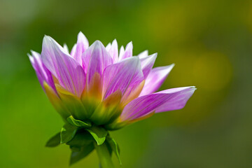 Delicate pink flower of dahlia, beautiful floral background in warm tones, copy space, macro, side view