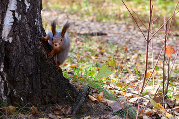 Cute curious squirrel in autumn forest peeking out from behind a tree, looking at the camera