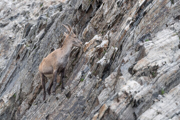 Ibex female on extreme terrain (Capra ibex)