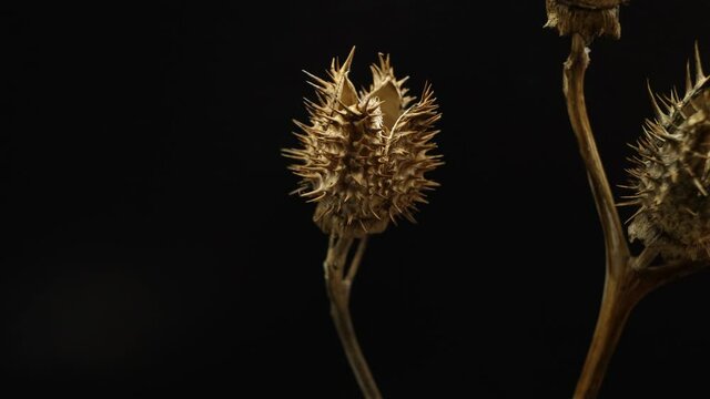 Dry capsules of the Jimson weed plant, scopolamine, hyoscine, burundanga, on white background