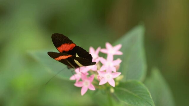 Butterfly on the flower in 4k slow motion 60fps