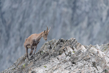 Alpine ibex female on the rocks (Capra ibex)