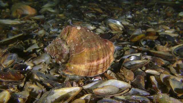 Invasive species: Veined Rapa Whelk (Rapana venosa) crawls along the bottom, medium shot.