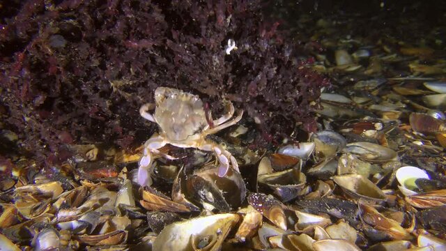 The biocenosis of the red algae phyllophora (Phyllophora crispa): swimming crab is looking for food among algae.