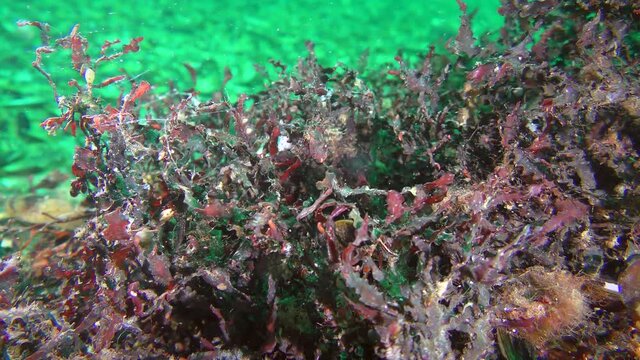 Red algae phyllophora (Phyllophora crispa) on the sea floor, close-up.