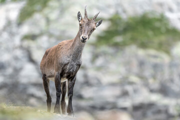 Naklejka na ściany i meble Wonderful Ibex female in the Alps mountains (Capra ibex)