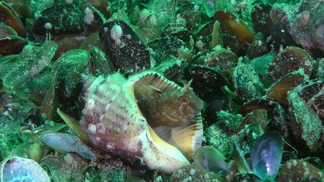 The male Tentacled blenny (Parablennius tentacularis) is hiding in the empty shell of the Veined Rapa Whelk (Rapana venosa).