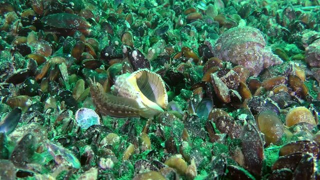 The male Tentacled blenny (Parablennius tentacularis) explores the area around the empty shell Veined Rapa Whelk (Rapana venosa), which is its nest.