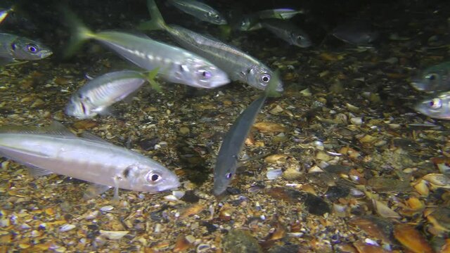 A flock of commercial fish Mediterranean horse mackerel (Trachurus mediterraneus) floats along the bottom.