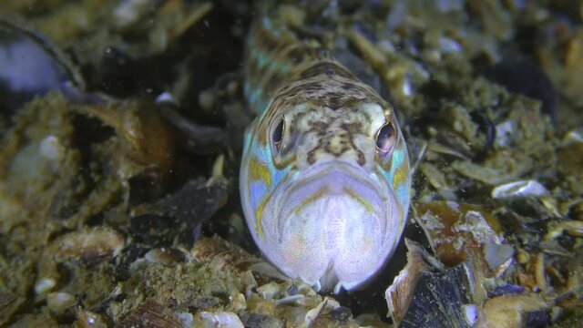 The toxic fish Greater weever (Trachinus draco) actively turns its eyes, portrait, front view.