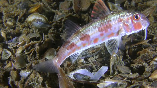 Bottom fish Red mullet (Mullus barbatus) raises the bright dorsal fin high, close-up.