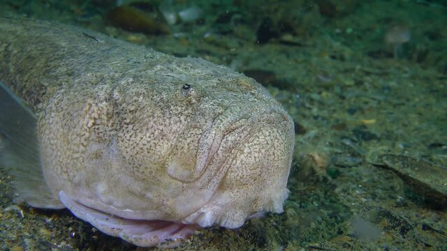 Poisonous fish Atlantic stargazer (Uranoscopus scaber) lies on the seabed, close-up.