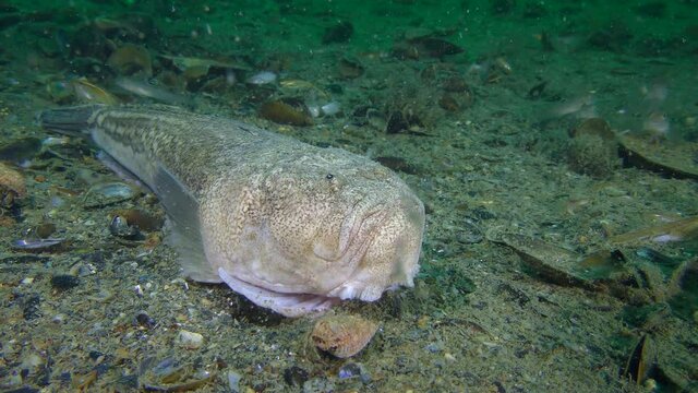 Poisonous fish Atlantic stargazer (Uranoscopus scaber) lies on the seabed.