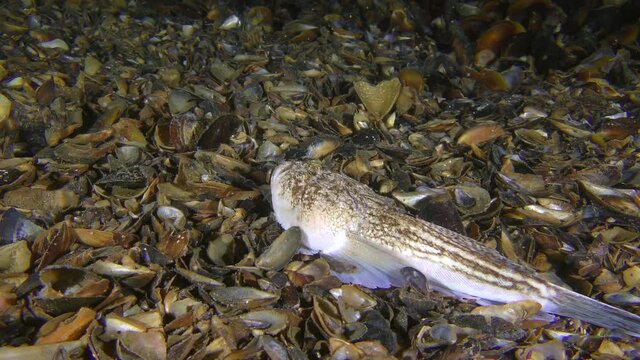 Marine fish Atlantic stargazer (Uranoscopus scaber) at the bottom covered with shells of mussels.