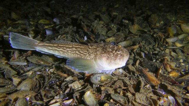 Sea fish Atlantic stargazer (Uranoscopus scaber) lies on the seabed, side view.