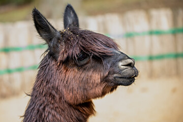 Fototapeta premium Head and neck view of domesticated Alpaca (Vicugna pacos) species of South American camelid