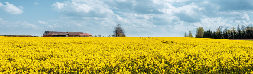 Panorama of blooming rapeseed field under cloudy blue sky
