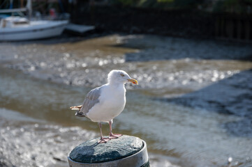 Möwe im Husumer Hafen