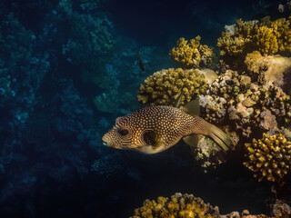 Naklejka na ściany i meble white spotted puffer fish swims in a cave in the red sea