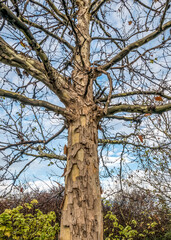 Platanus or plane tree against blue sky