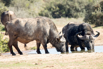 Addo Elephant National ParkTwo male Cape buffalo at waterhole