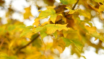 Żółte jesienne liście