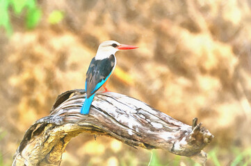 Gray-headed kingfisher colorful painting, Halcyon leucocephala, Murchison Falls national park, Uganda.