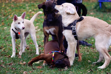 Stado psów © Aruru