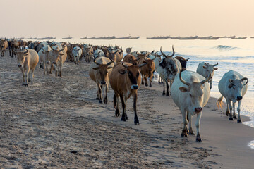 Rebaño de vacas  regresando al corral al atardecer, en la playa de Kafountine, en la costa central del Senegal
