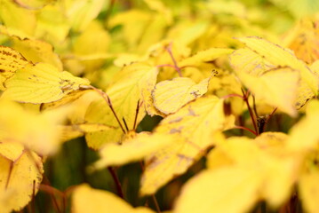 Żółte jesienne liście