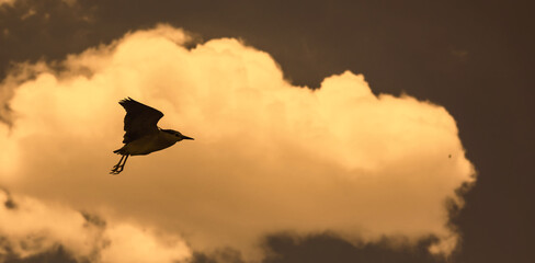 alone little birds flying in clouds sunset.