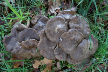 closeup of grey wet mushroom in the grass