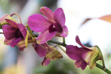 Naklejka na ściany i meble Purple Orchid flower in garden.