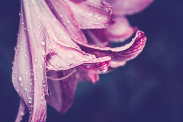 Pink lily with drooping buds covered with raindrops - Powered by Adobe
