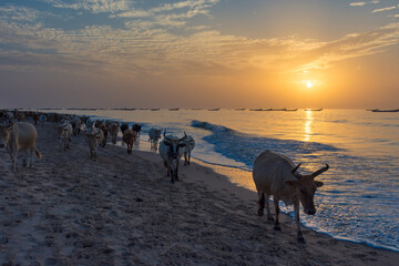Rebaño de vacas regresando al corral al atardecer, en la playa de Kafountine, en la costa central...